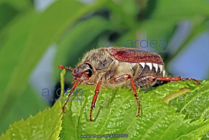 : Cockchafer (Melolontha) : Cockchafer (Melolontha)