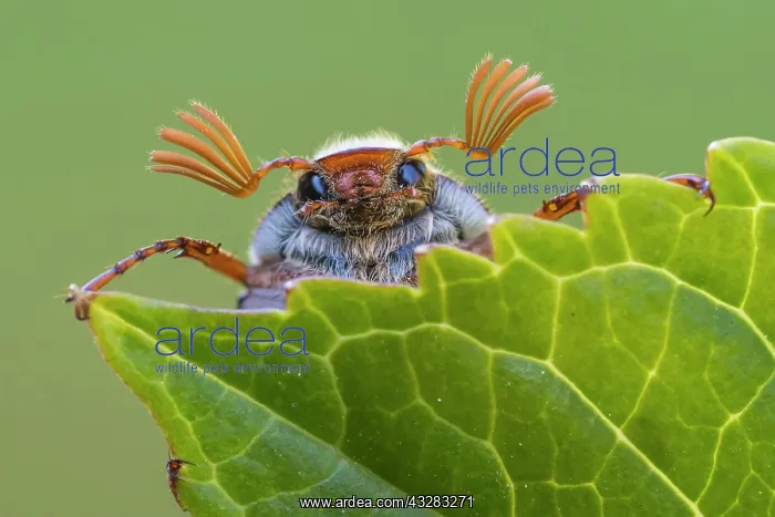 : Cockchafer (Melolontha ) looks over a leaf, Vechta : Cockchafer (Melolontha ) looks over a leaf, Vechta