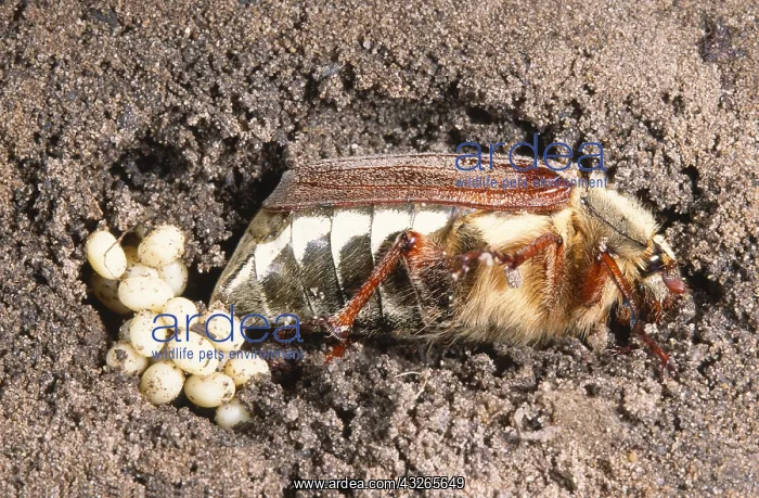 : Cockchafer (Melolontha melolontha) adult laying : Cockchafer (Melolontha melolontha) adult laying