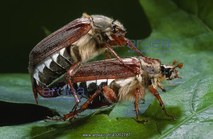 : Cockchafer (Melolontha melolontha) couple matin : Cockchafer (Melolontha melolontha) couple matin