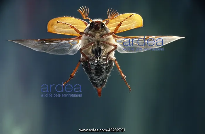 : Cockchafer (Melolontha melolontha) flying towar : Cockchafer (Melolontha melolontha) flying towar