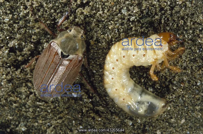 : Cockchafer (Melolontha melolontha) with larva : Cockchafer (Melolontha melolontha) with larva