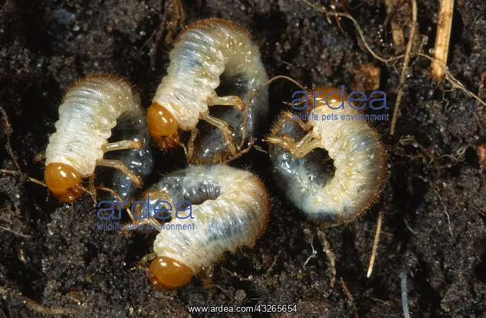 : Cockchafer (Melolontha melolontha) larvae, Belg : Cockchafer (Melolontha melolontha) larvae, Belg