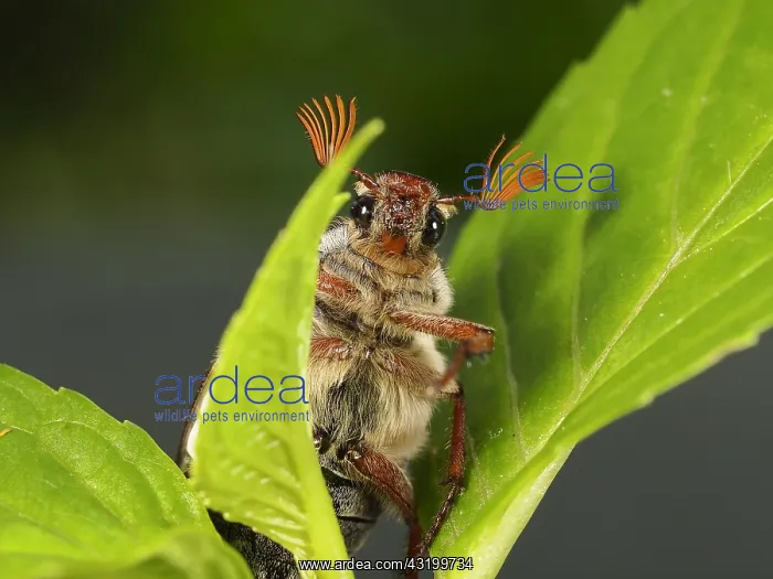 : Cockchafer (Melolontha melolontha) male looking : Cockchafer (Melolontha melolontha) male looking