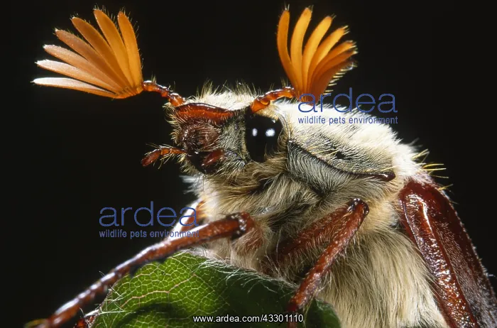 : Cockchafer (Melolontha melolontha) portrait in : Cockchafer (Melolontha melolontha) portrait in