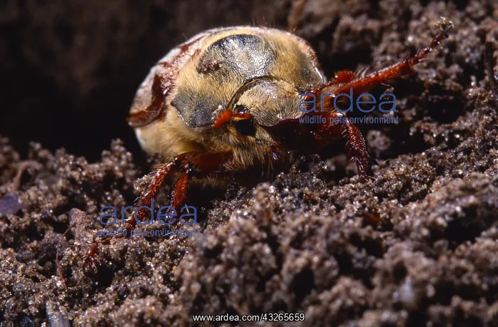: Cockchafer (Melolontha melolontha) in the sand : Cockchafer (Melolontha melolontha) in the sand