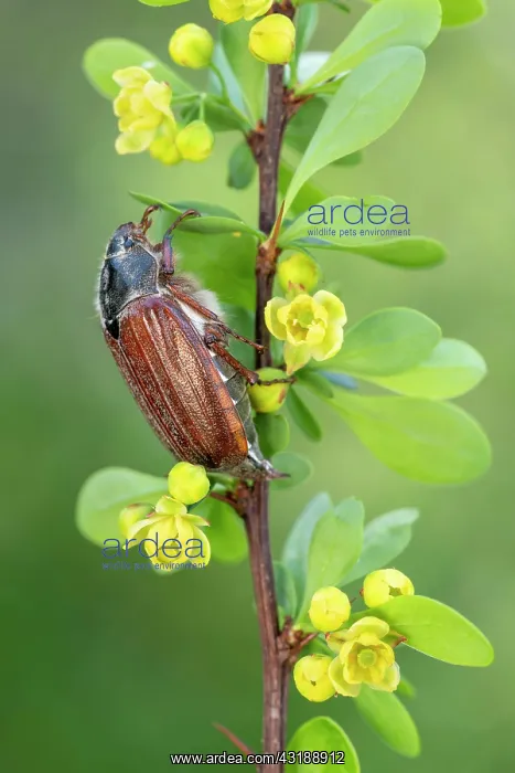 : Cockchafer (Melolontha melolontha), sitting on the : Cockchafer (Melolontha melolontha), sitting on the