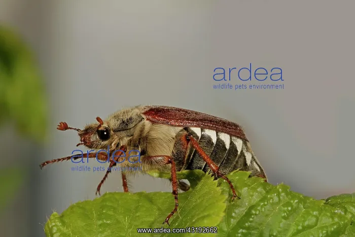 : Cockchafer (Melolontha), sitting on leaf, Arnsberg : Cockchafer (Melolontha), sitting on leaf, Arnsberg
