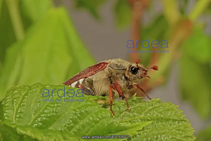: Cockchafer (Melolontha), sitting on leaf, Arnsberg : Cockchafer (Melolontha), sitting on leaf, Arnsberg