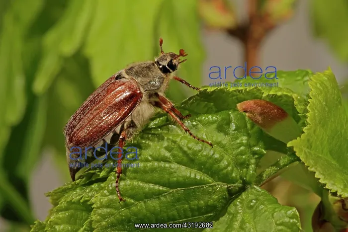 : Cockchafer (Melolontha), sitting on leaf, Arnsberg : Cockchafer (Melolontha), sitting on leaf, Arnsberg