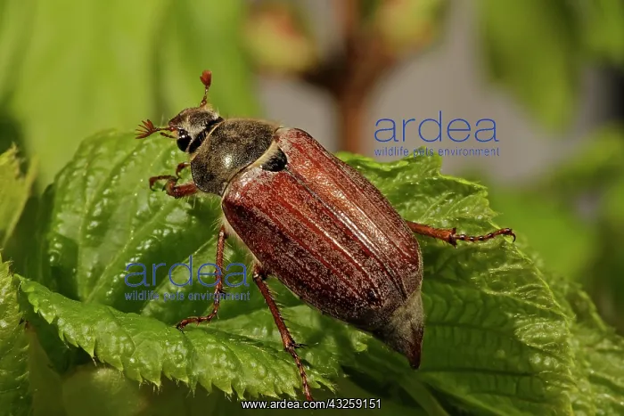 : Cockchafer (Melolontha), sitting on leaf, Arnsberg : Cockchafer (Melolontha), sitting on leaf, Arnsberg