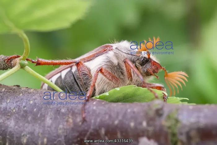  : Cockchafer - Norfolk UK