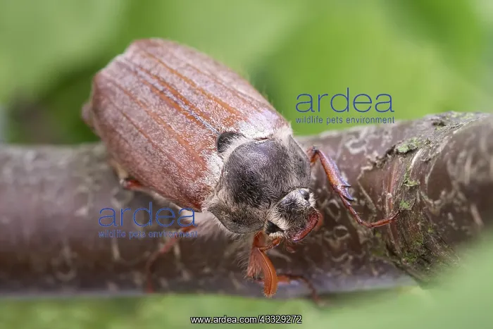  : Cockchafer - Norfolk UK
