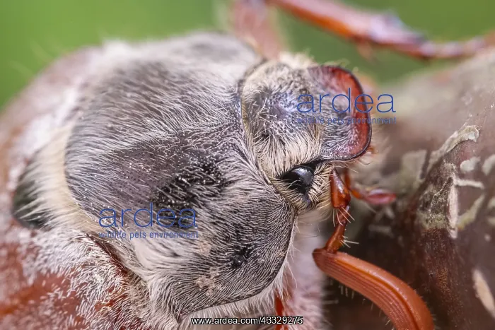  : Cockchafer - Norfolk UK