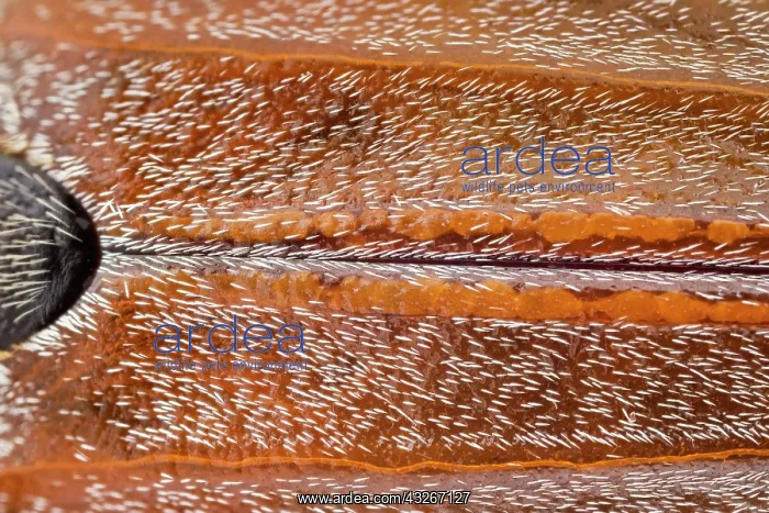  : Cockchafer - wing cases