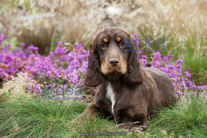 : Cocker spaniel : Cocker spaniel