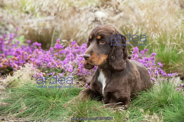 : Cocker spaniel : Cocker spaniel