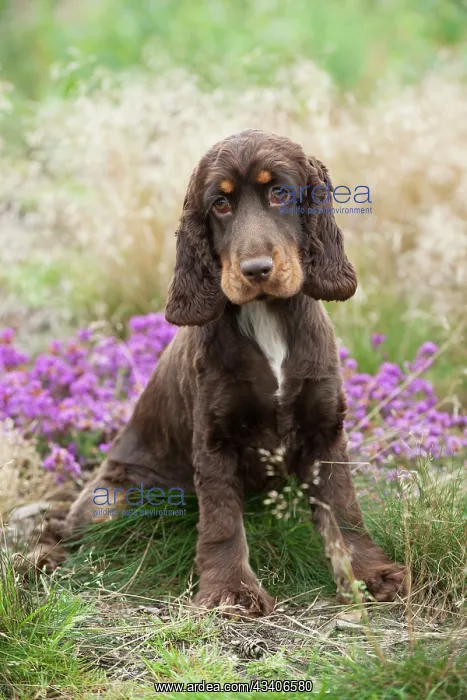 : Cocker spaniel : Cocker spaniel