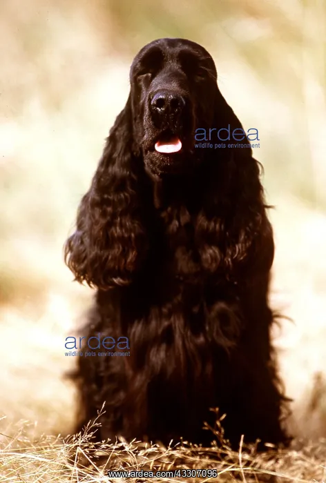  : COCKER SPANIEL DOG
