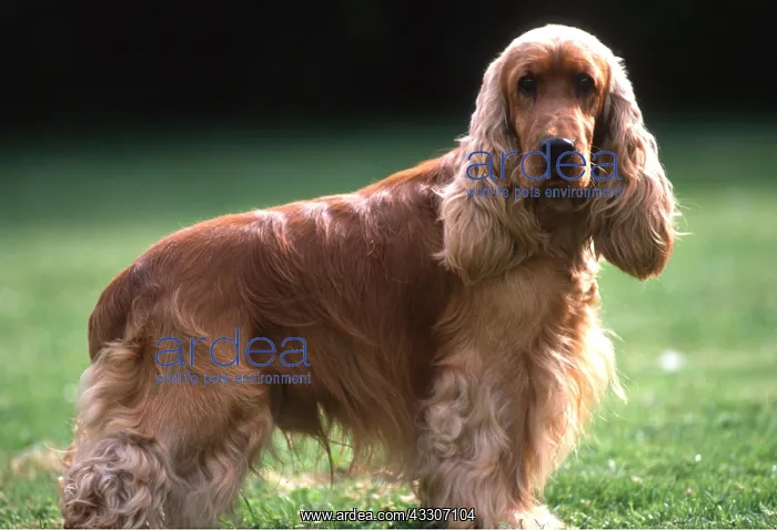 : COCKER SPANIEL DOG - side on : COCKER SPANIEL DOG - side on