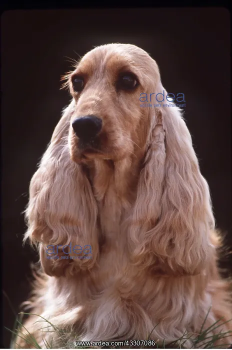 : COCKER SPANIEL DOG - close-up of head : COCKER SPANIEL DOG - close-up of head