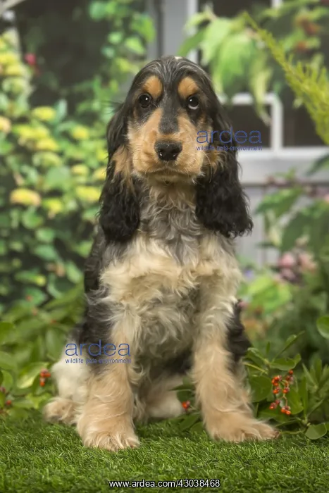  : Cocker Spaniel dog outdoors in the garden