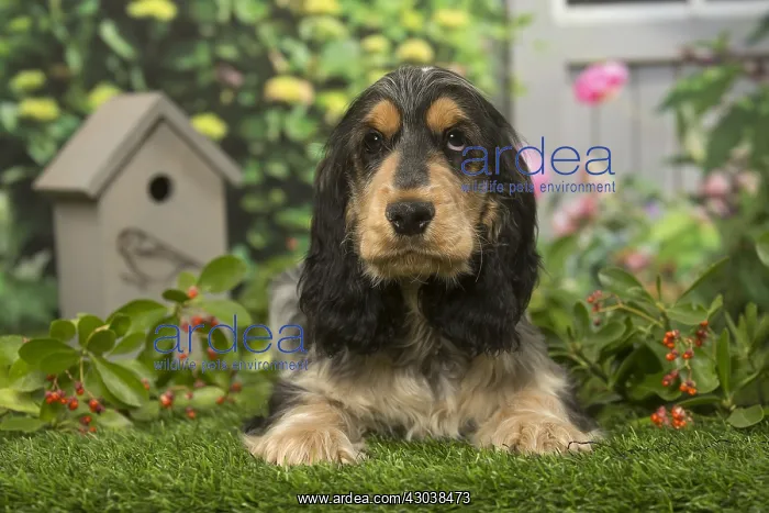  : Cocker Spaniel dog outdoors in the garden