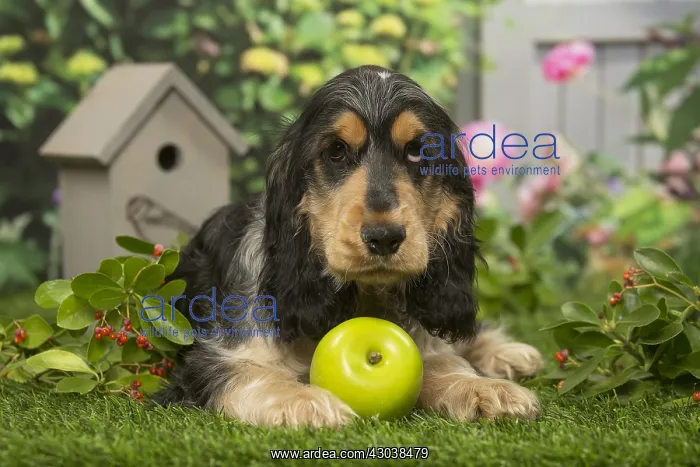  : Cocker Spaniel dog outdoors in the garden