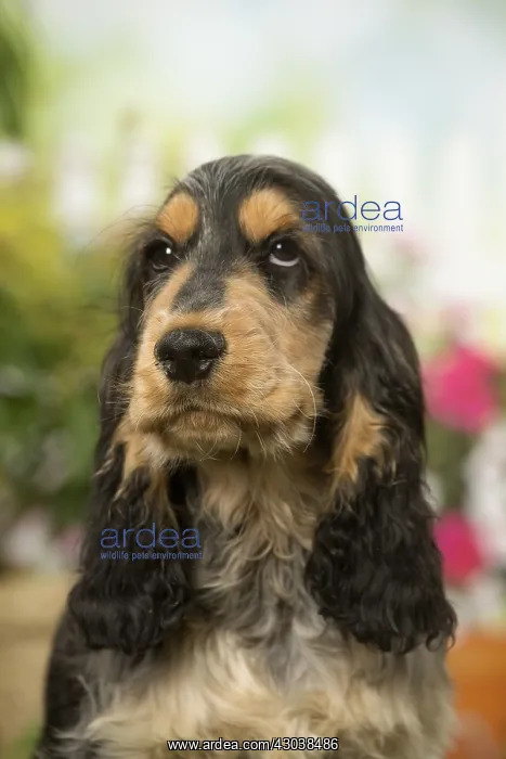  : Cocker Spaniel dog outdoors in the garden