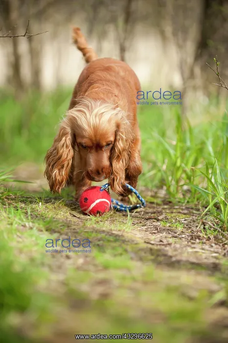: Cocker Spaniel, dog playing with a ball, Germany : Cocker Spaniel, dog playing with a ball, Germany