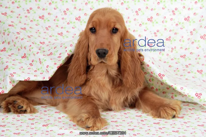 : Cocker Spaniel Dog - puppy : Cocker Spaniel Dog - puppy