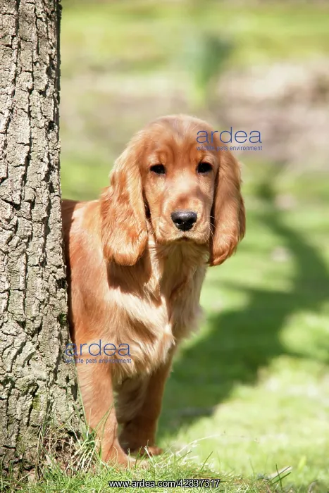 : Cocker Spaniel Dog - puppy : Cocker Spaniel Dog - puppy