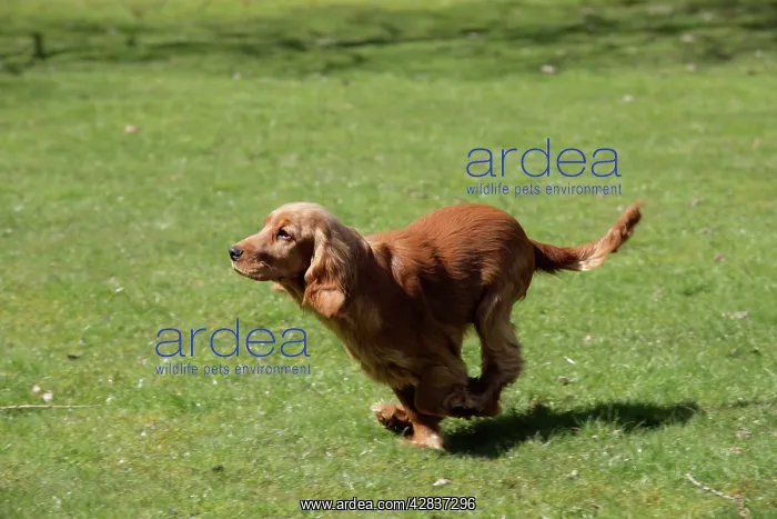 : Cocker Spaniel Dog - puppy running : Cocker Spaniel Dog - puppy running