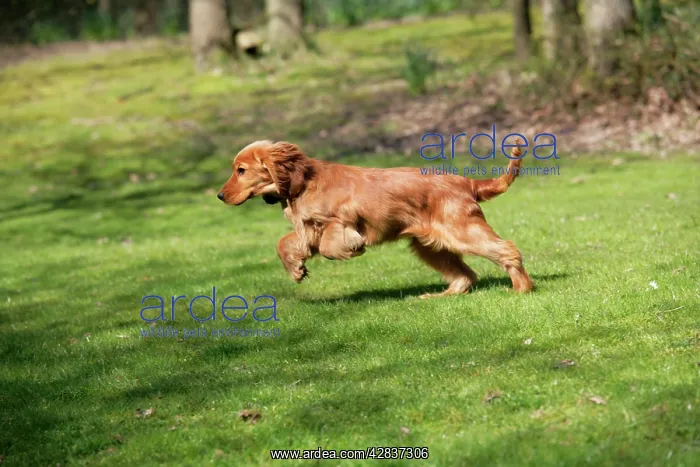 : Cocker Spaniel Dog - puppy running : Cocker Spaniel Dog - puppy running