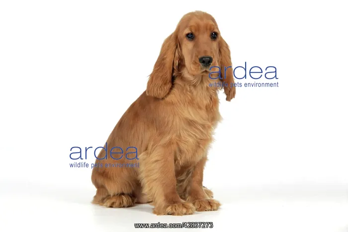 : Cocker Spaniel Dog - puppy sitting : Cocker Spaniel Dog - puppy sitting
