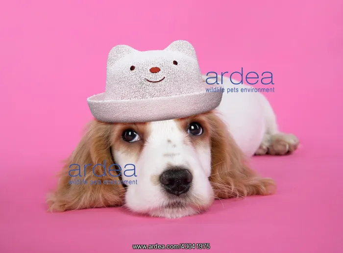  : Cocker Spaniel Dog, puppy wearing hat