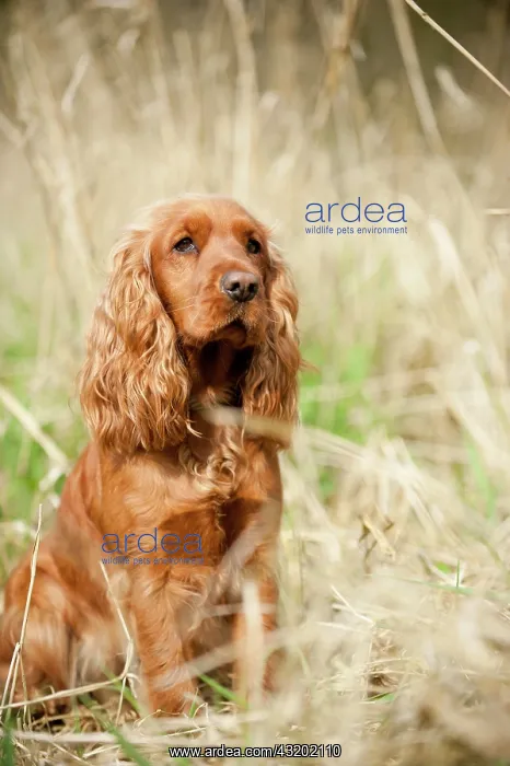 : Cocker Spaniel, dog sitting, Germany, Europe : Cocker Spaniel, dog sitting, Germany, Europe