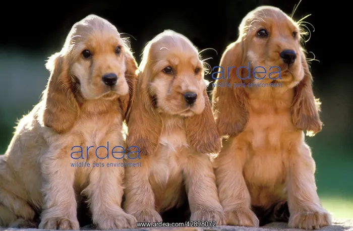 : Cocker Spaniel Dogs