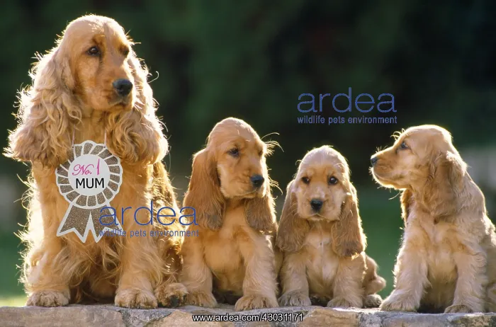 : Cocker Spaniel Dogs, mother & puppies sitting : Cocker Spaniel Dogs, mother & puppies sitting