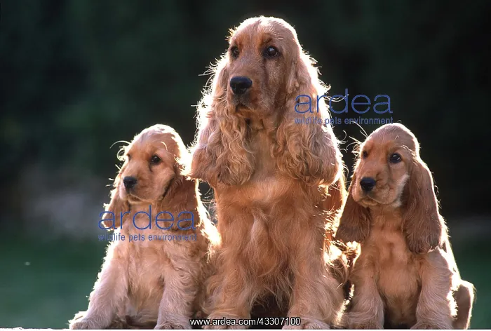 : COCKER SPANIEL DOGS - x three Adult and two puppies : COCKER SPANIEL DOGS - x three Adult and two puppies