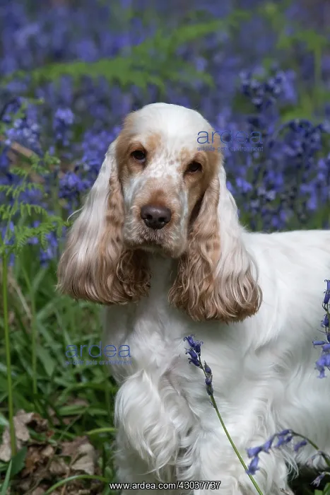  : Cocker Spaniel ( golden roan ) in Bluebells