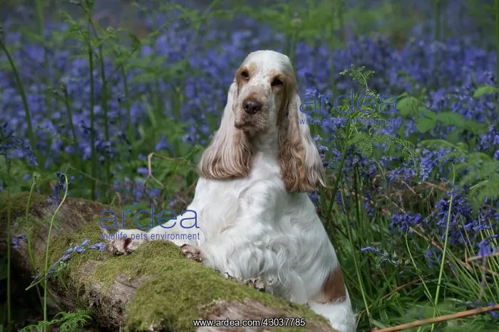  : Cocker Spaniel ( golden roan ) in Bluebells