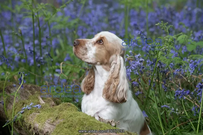  : Cocker Spaniel ( golden roan ) in Bluebells