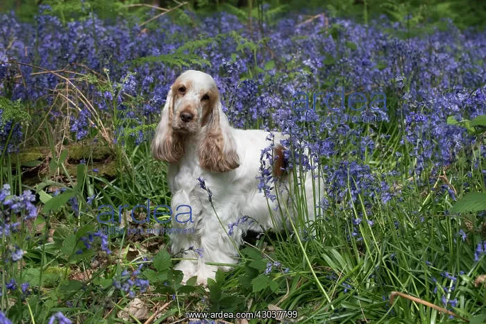  : Cocker Spaniel ( golden roan ) in Bluebells