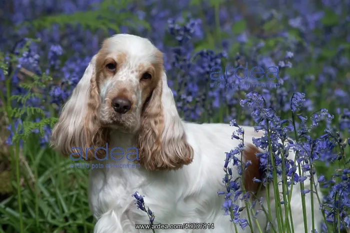  : Cocker Spaniel ( golden roan ) in Bluebells