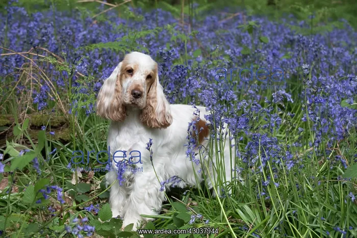  : Cocker Spaniel ( golden roan ) in Bluebells