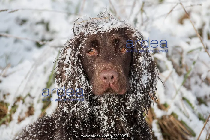 : Cocker Spaniel, hunting dogs, domestic dogs, pets : Cocker Spaniel, hunting dogs, domestic dogs, pets