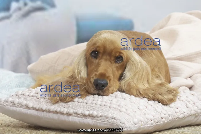 : Cocker Spaniel puppy lying down indoors : Cocker Spaniel puppy lying down indoors