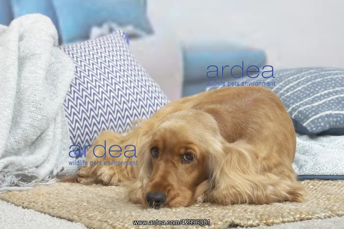 : Cocker Spaniel puppy lying down indoors : Cocker Spaniel puppy lying down indoors