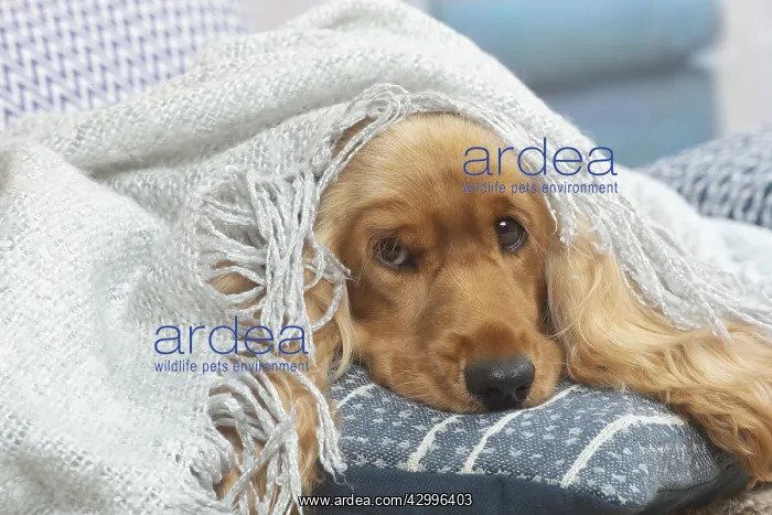 : Cocker Spaniel puppy lying down indoors : Cocker Spaniel puppy lying down indoors